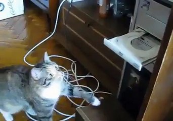 CAT VS DVD PLAYER
