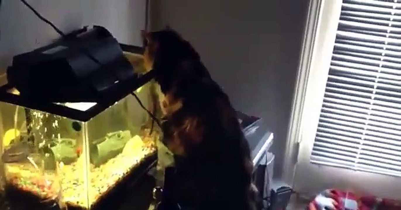 CAT VS FISH