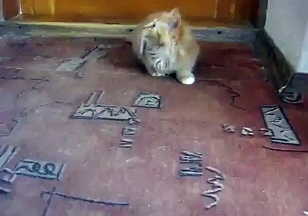 CAT WHO NEEDS TO SMOKE
