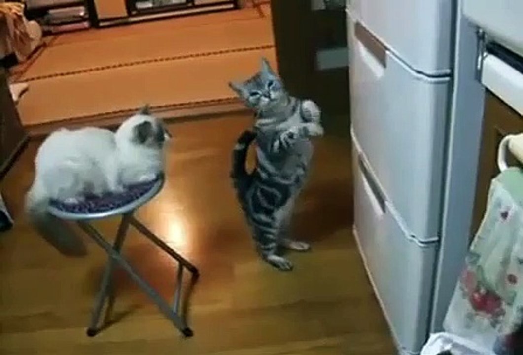 CATS PRAY TOO!