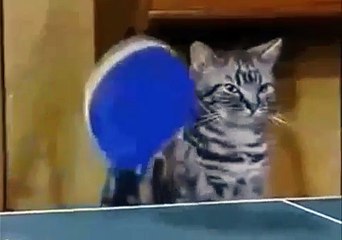 CATS WHO LOVE PING PONG