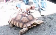 CHIHUAHUA HITCHES A FREE RIDE ON A TORTISE