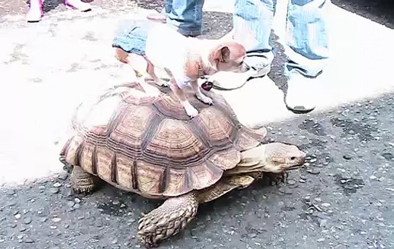 CHIHUAHUA HITCHES A FREE RIDE ON A TORTISE