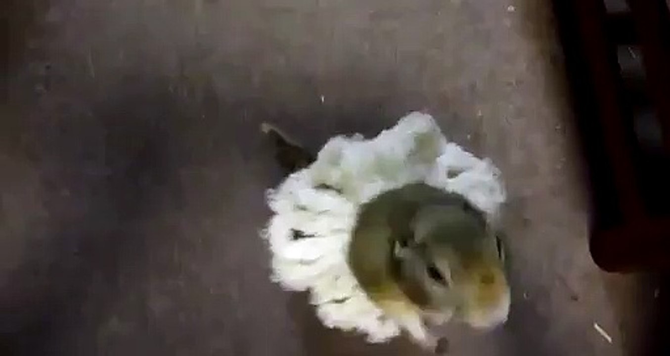 CHIPMUNK BALLERINA DANCE