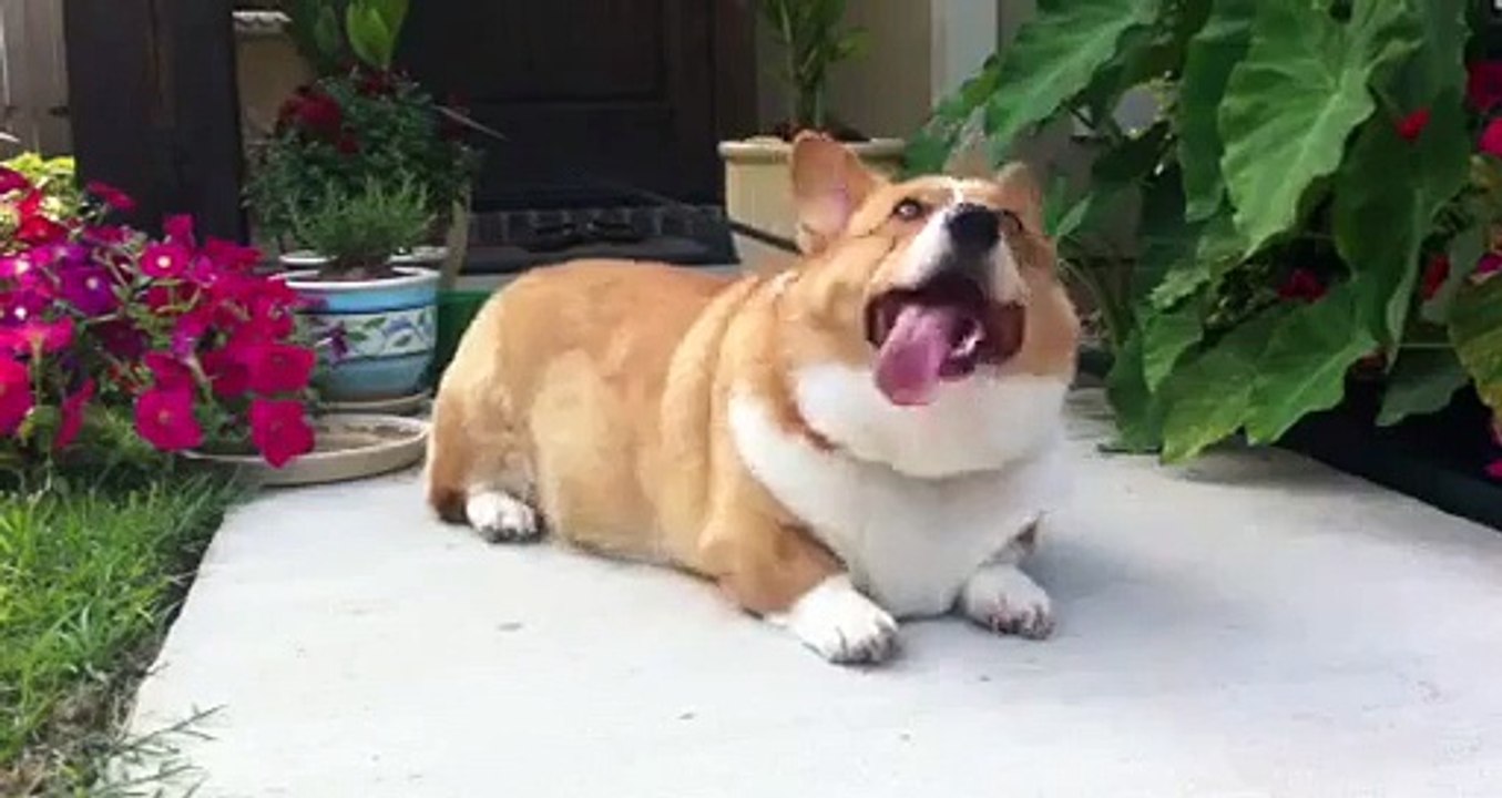 CORGI GETS VACUUMING