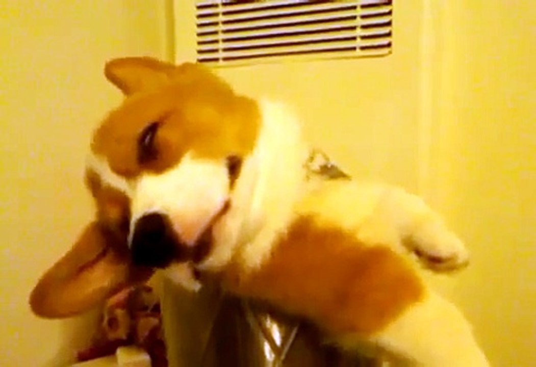 CORGI PUPPY TAKES A SLUMBER IN A BUCKET