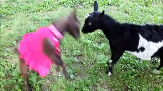 CUTEST GOAT FIGHT EVER