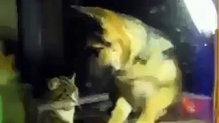 DOG VS CAT WHO WILL WIN