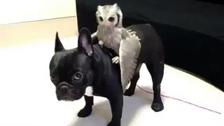 DOG VS OWL BATTLE OF THE TITANS