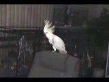 Snowball the Dancing Cockatoo - Redub #2