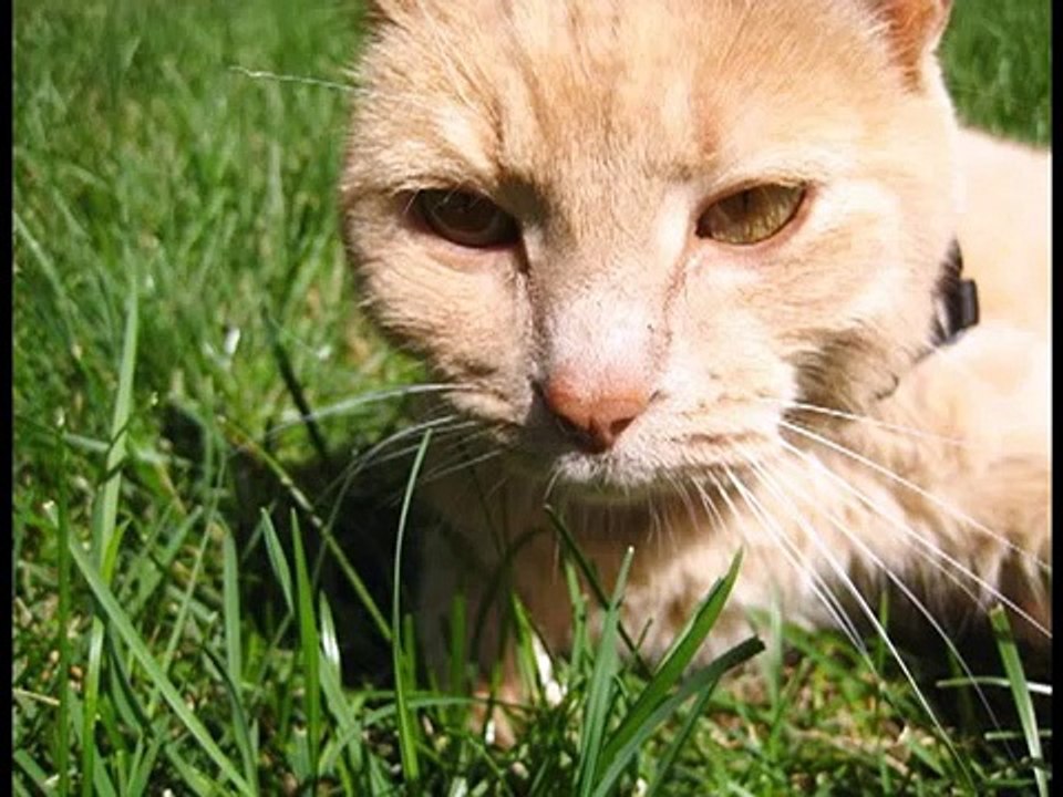 Tiny Timmy - Heal Me - We Remember (Open)