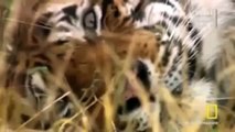 Animal planet Amazing Wild The Jaguar Full Documentary - Nat Geo WILD