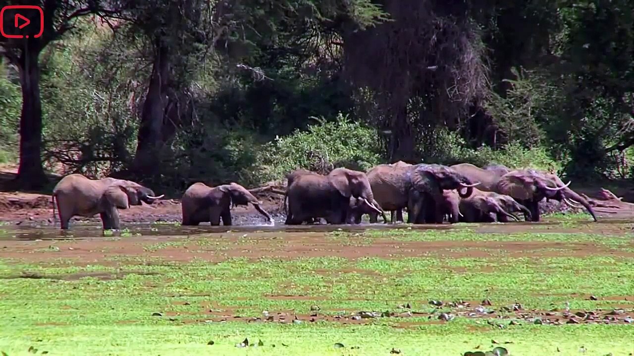 Animals Documentary HD  - Elephant Action Full documentary  -  National geo graphic Animals