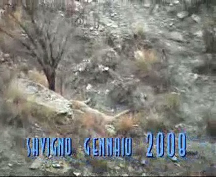 caccia al capriolo
