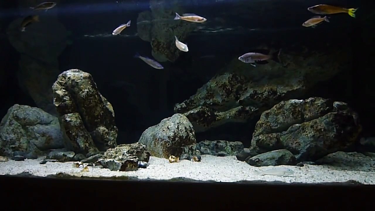 Cyprichromis microlepidotus "kasai" & Enantiopus "kilesa"