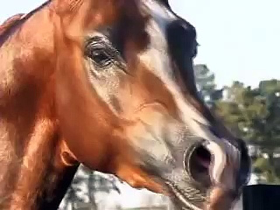 The Beautiful Arabian Horse