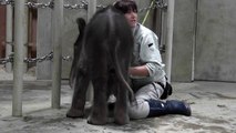 豊橋総合動植物公園（のんほいパーク）　ゾウの赤ちゃん「お肌ケア」