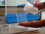 Hamster nasıl ele alıştırılır ele alınır (how to take a hamster on your hand)