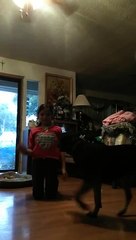 Dog helps girl do the splits