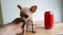 Venta de Cachorros Chihuahua Mini Toy - Hembra Micro Bolsillo