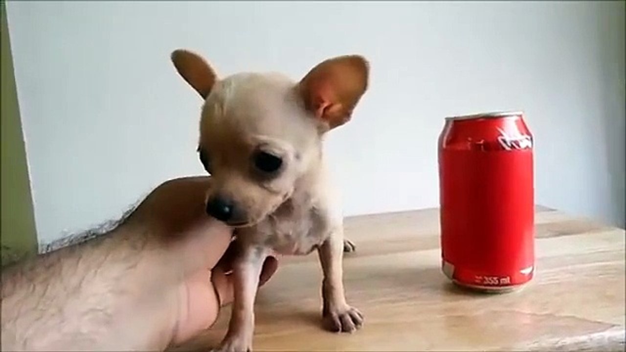 Venta de Cachorros Chihuahua Mini Toy - Hembra Micro Bolsillo