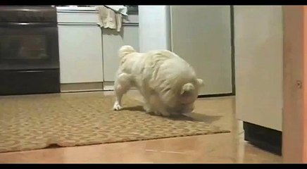 A dog licking a cat