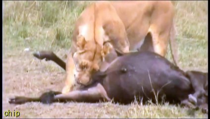 Lion eating wildebeest eggs
