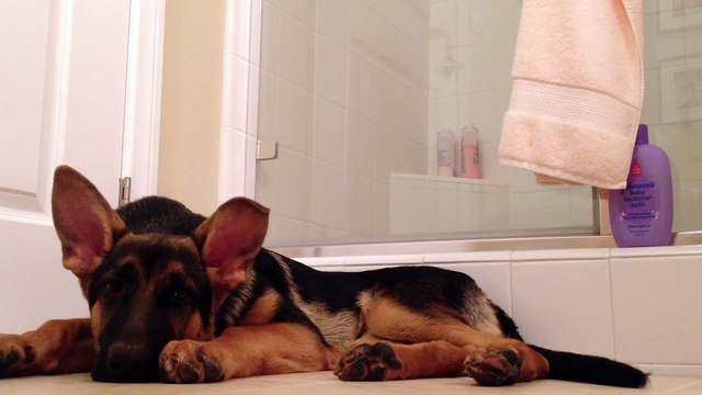 German Shepherd dog sings with his owner