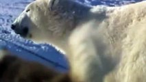 Amor y Odio   Oso Polar   Perro Siberiano