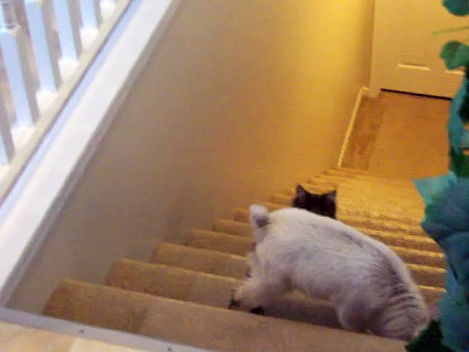 Une jeune chèvre rencontre pour la première fois la chatte du foyer... et voici ce qui se passe.