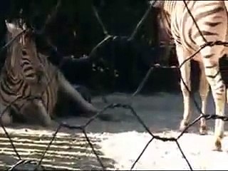 Zebra is Giving Birth in Zoological Garden