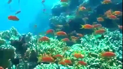 Deep Ocean ~ Coral Reef Adventure Full Documentary