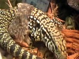 Argentine Black and White Tegu Shedding and eating a Fuzzy