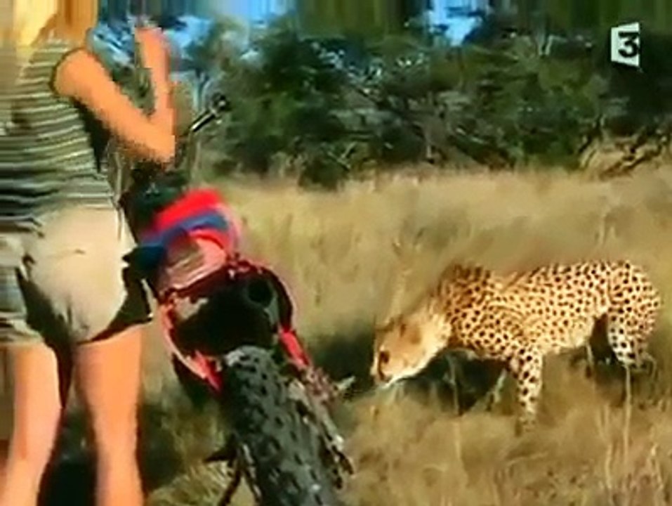 UMA LOIRA CONTRA 3 ONÇAS - ARRISCANDO A VIDA NA SAVANA AFRICANA