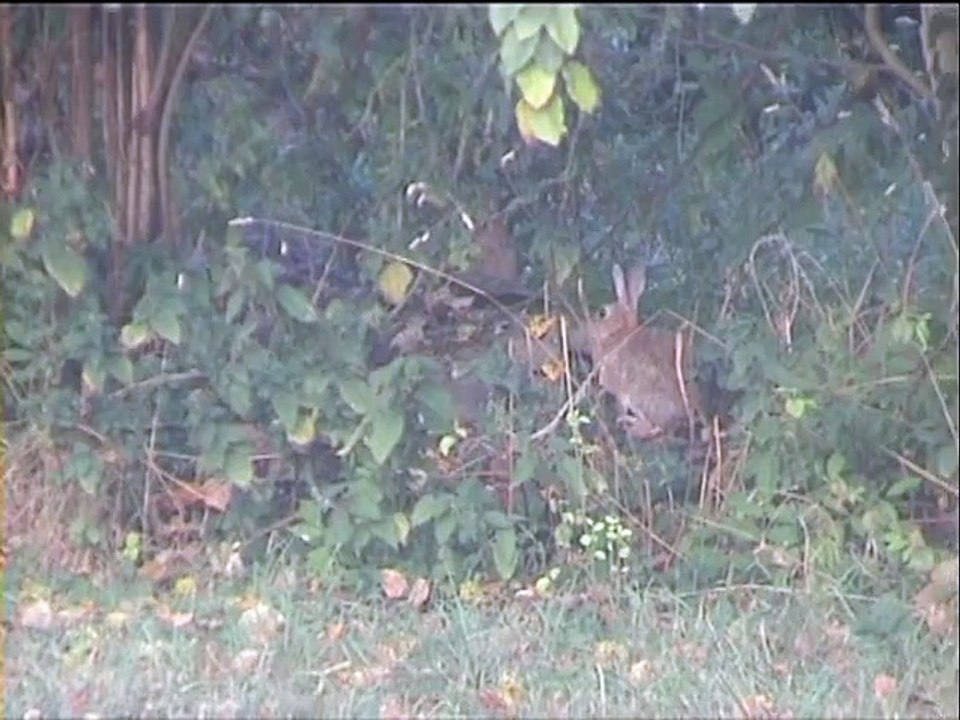 Au Mesnil pinpin est de retour