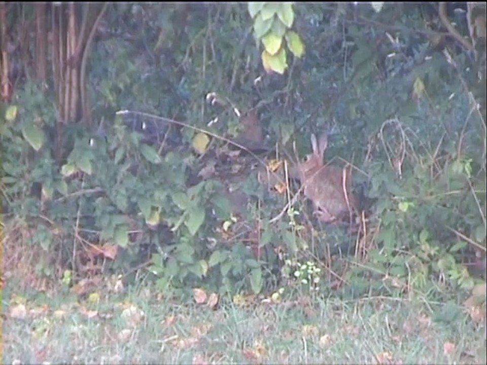 Au Mesnil pinpin est de retour