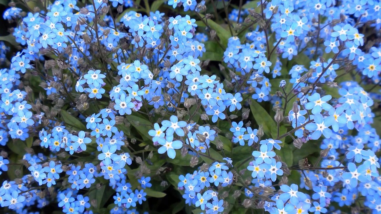 Forget Me Not