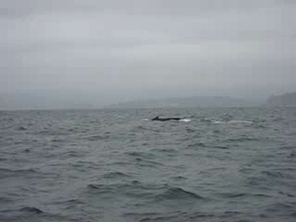 Baleines (la queue, la queue, la queue!)