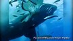 Is this the largest great white shark ever to be filmed