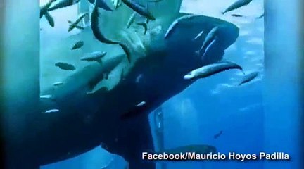 Is this the largest great white shark ever to be filmed