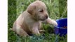 Dogs Animal Labrador Retriever Puppies - Funny Best Dog