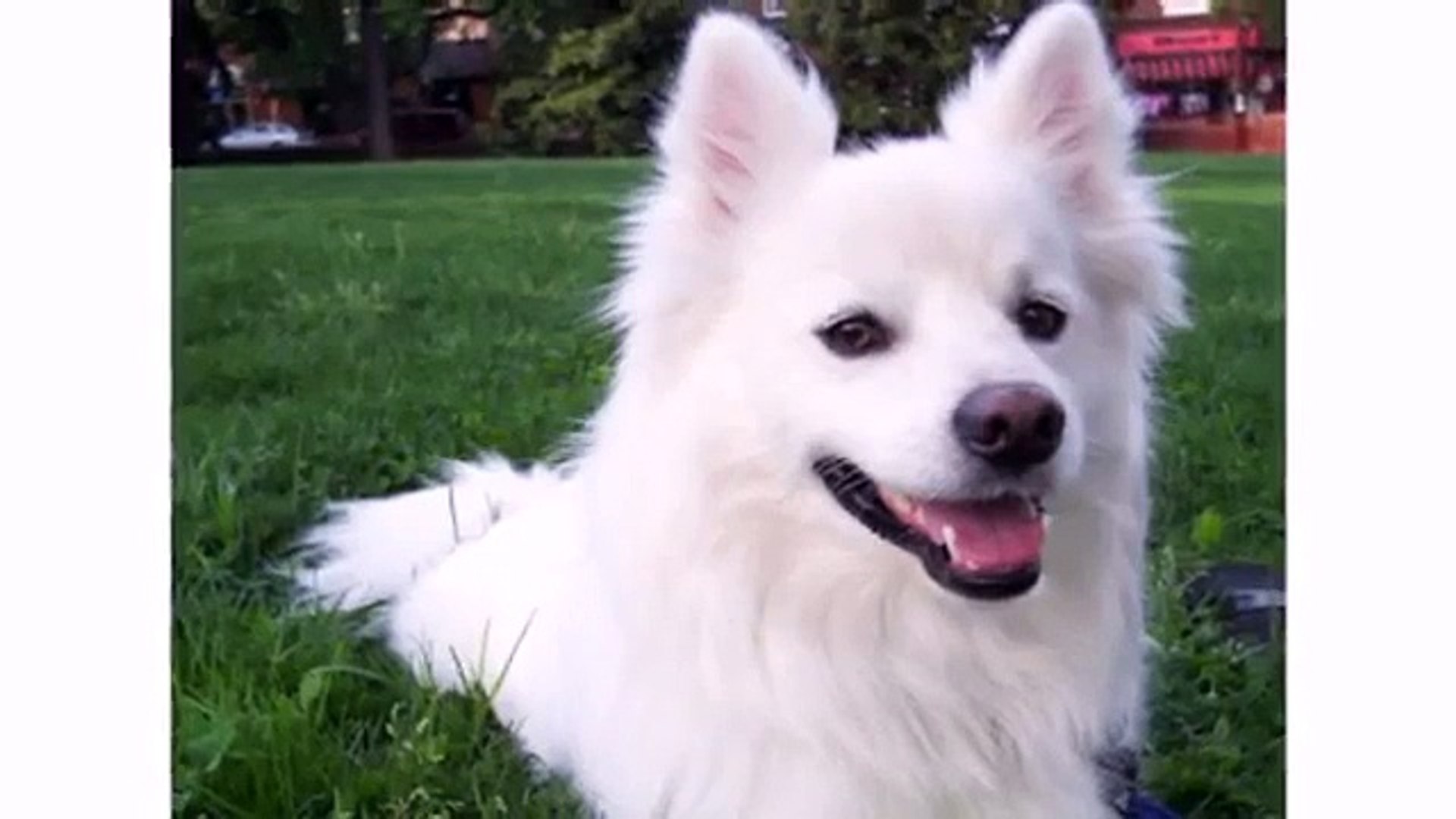 Funniest Dog - Best Animal Dog Videos - Dog Grooming