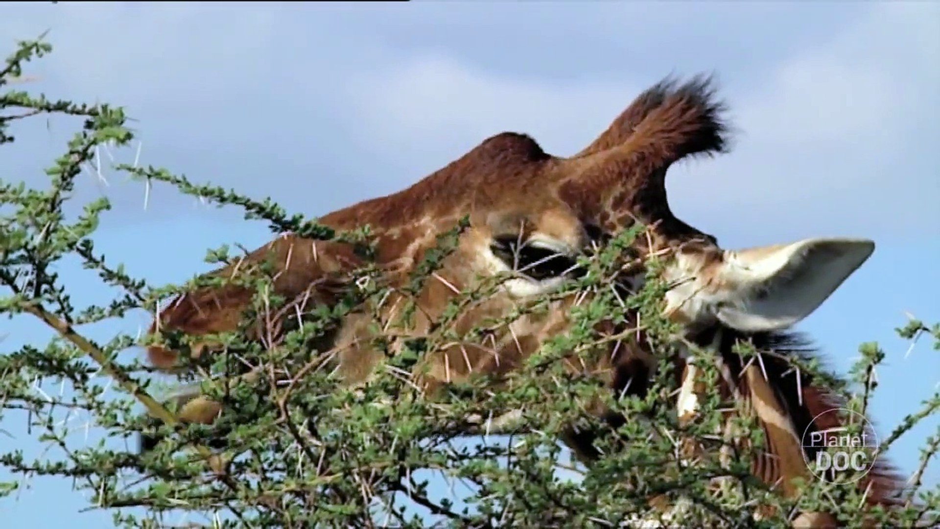 ⁣Shaba. Animal Adaptations | Nature Planet Doc Full Documentaries
