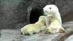 Simona the polar bear nurses her 8-month-old twin cubs at Moscow Zoo, Russia