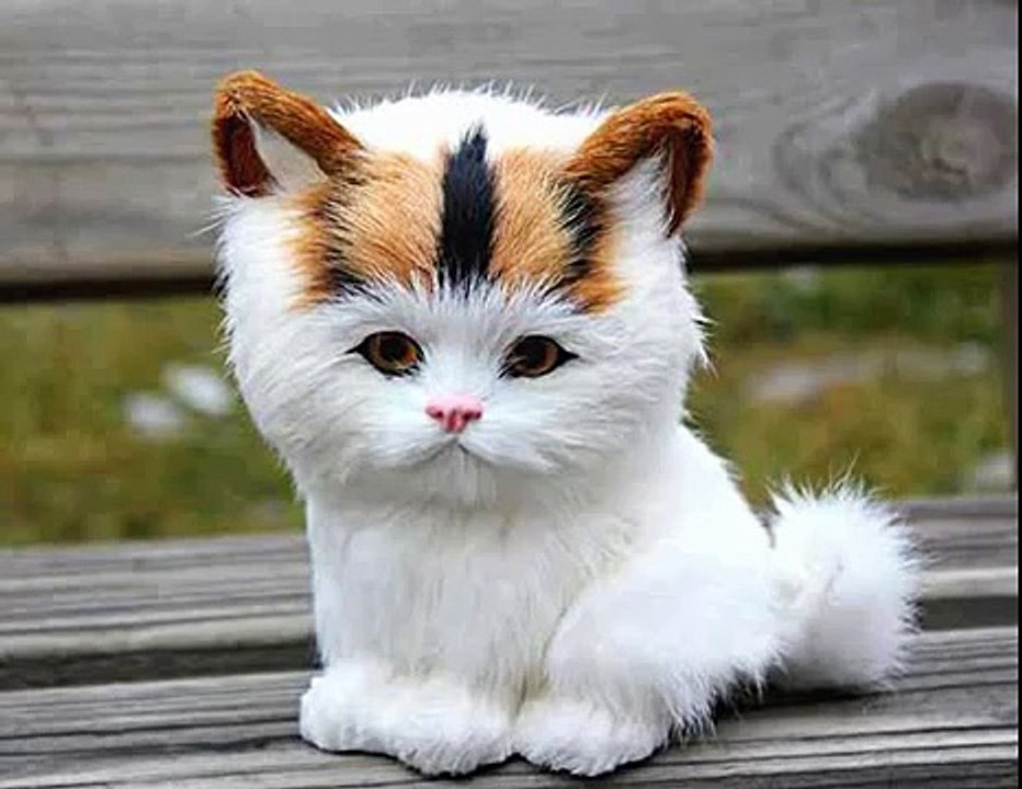 Super sweet funny epic little cat kitten meows hd