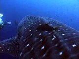 Gentle Giants: Whale Sharks of the Galapagos