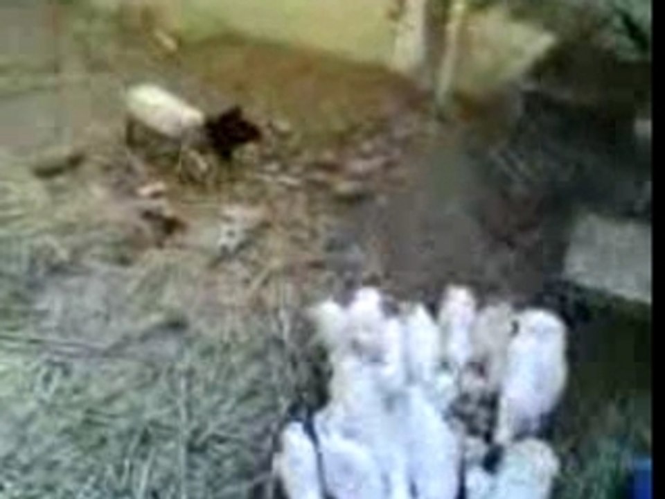 l agneau pète les plon