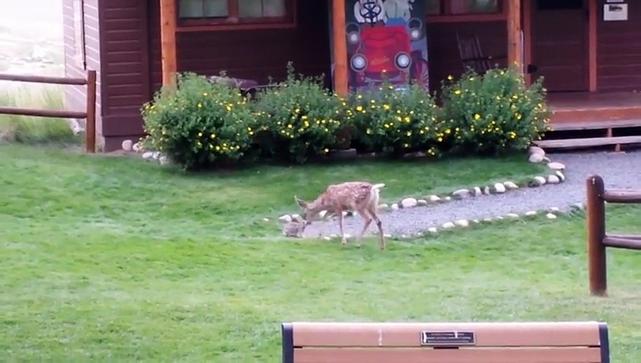 Bambi et PanPan en vrai !