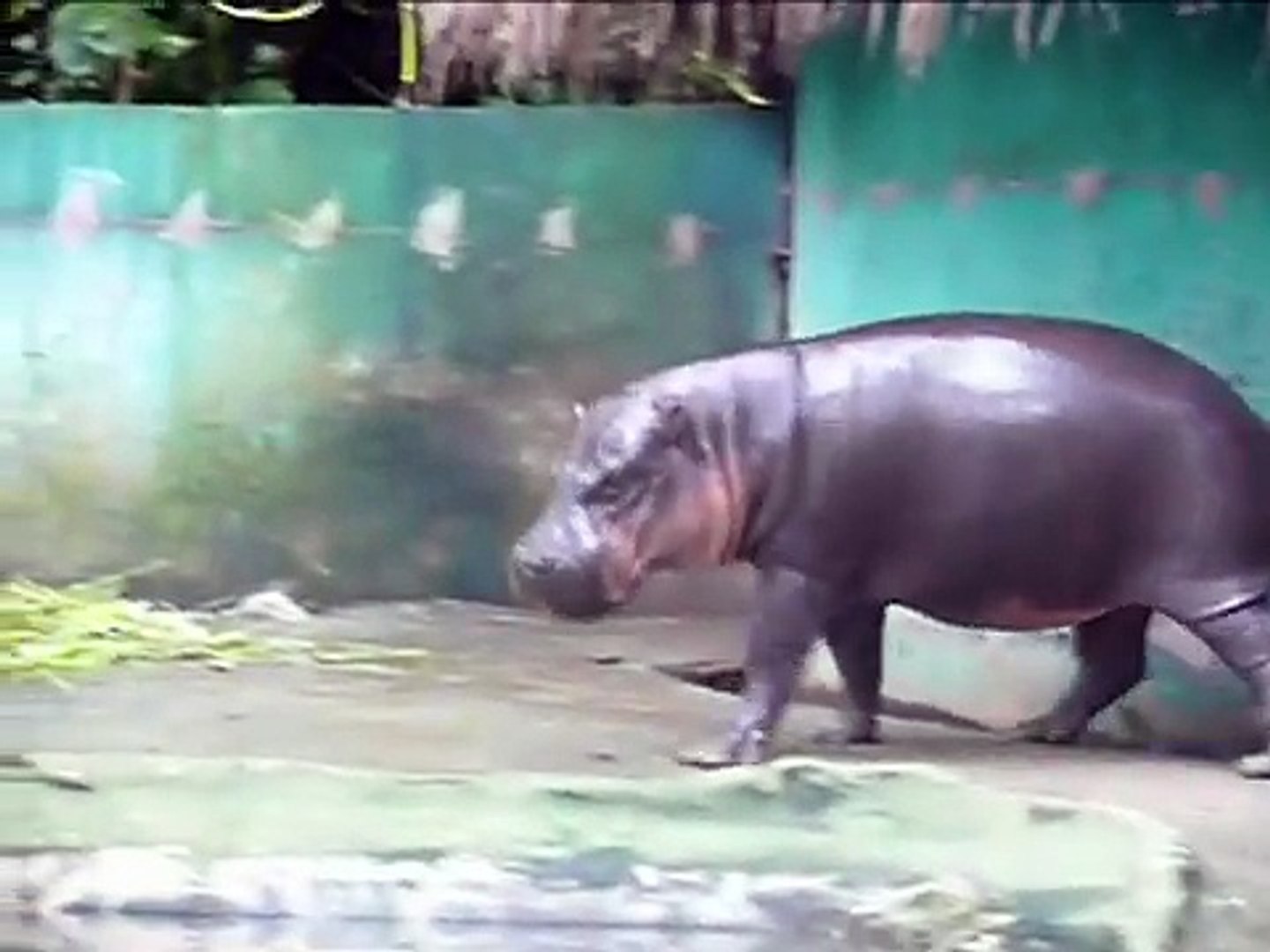 Hippos madly in love, first a pair of pygmy hippopotamus and then big ones