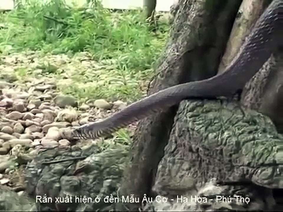 xon xao cu ran bo vao den